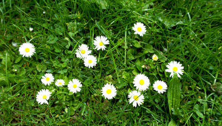 white flowers and grassの写真素材