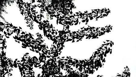 fingko tree silhouette in the parkの写真素材