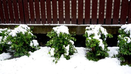 plant fence and snow on snowy dayの写真素材