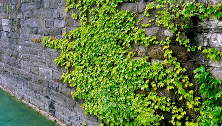 green plant on stone panel horizontalの写真素材