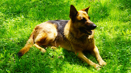 dog alsatian sitting on the filedの写真素材