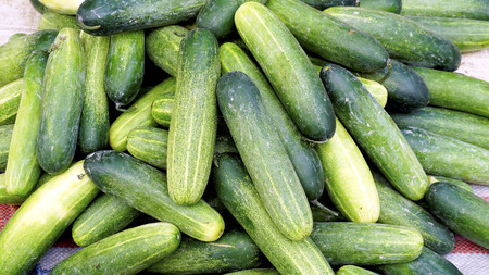 Fresh cucumber organic vegetables in farmer market  Luang Prabang, Laosの写真素材