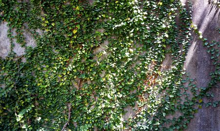 green wall on building exterior horizontalの写真素材