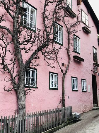Building with pink wall spray painted texture concrete background with dry tree and fence decoration in retro styleの写真素材