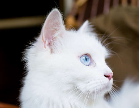 A close up portrait of a young heterochromic or odd-eyed white fur domestic catの写真素材