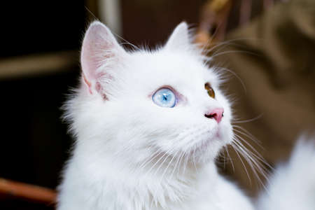 A close up portrait of a young heterochromic or odd-eyed white fur domestic catの写真素材