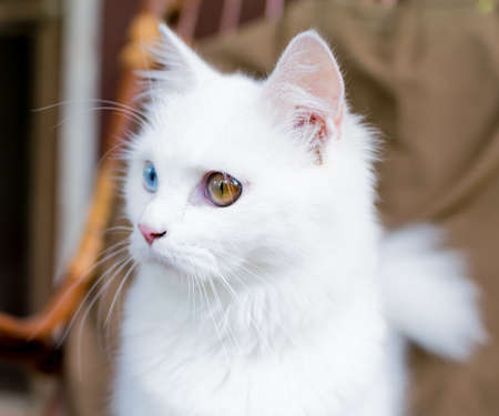 A close up portrait of a young heterochromic or odd-eyed white fur domestic catの写真素材
