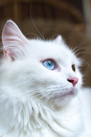 A close up portrait of a young heterochromic or odd-eyed white fur domestic catの写真素材