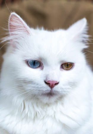 A close up portrait of a young heterochromic or odd-eyed white fur domestic catの写真素材