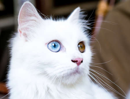 A close up portrait of a young heterochromic or odd-eyed white fur domestic catの写真素材