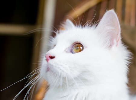 A close up portrait of a young heterochromic or odd-eyed white fur domestic catの写真素材