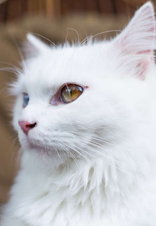 A close up portrait of a young heterochromic or odd-eyed white fur domestic catの写真素材