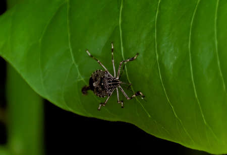 A close up shot with selective focus of A Brown Marmorated Stink Bug (Halyomorpha halys) on a leafの写真素材