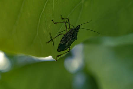 A close up shot with selective focus of A Brown Marmorated Stink Bug (Halyomorpha halys) on a leafの写真素材