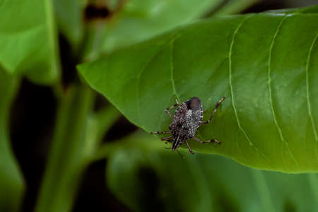 A close up shot with selective focus of A Brown Marmorated Stink Bug (Halyomorpha halys) on a leafの写真素材