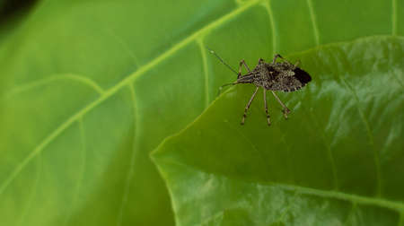A close up shot with selective focus of A Brown Marmorated Stink Bug (Halyomorpha halys) on a leafの写真素材