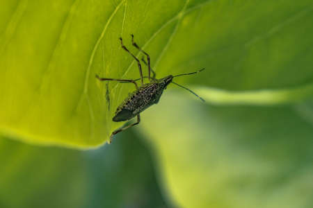 A close up shot with selective focus of A Brown Marmorated Stink Bug (Halyomorpha halys) on a leafの写真素材