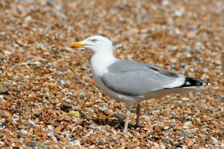 Seagullの写真素材