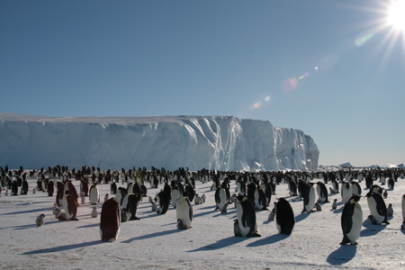 penguins in Antarctica on iceの写真素材