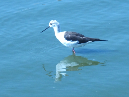 A little bird find something in the waterの写真素材