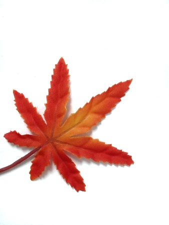 Red maple leaf の素材