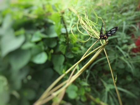 Close up the insect in natureの素材