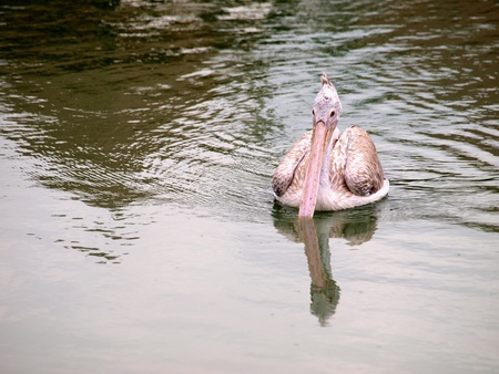 The bird at the riverの素材