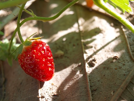The strawberry in the gardenの素材