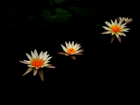The lotus on the dark backgroundの写真素材