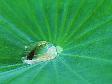 The fish is in the small water which on the lotus leaf.の写真素材