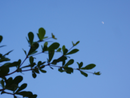 The far away moon with the tree brance forground at the day timeの写真素材