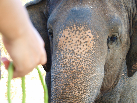 The hungry elephan waiting for some food from the haman in the cageの写真素材