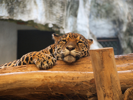 Tiger was sleeping and hold the wood in the zooの写真素材