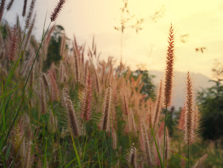 The meadow at the mountain in north of Thailand.の写真素材