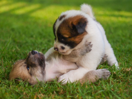 The 2 puppy dog was fighting in the grass field