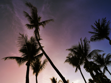The shadow of the coconut tree at the asian beach. Silhouette view of the coconut treeの写真素材
