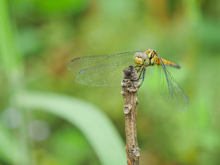 The dragonfly was standing on the branch with the green backgroundの写真素材