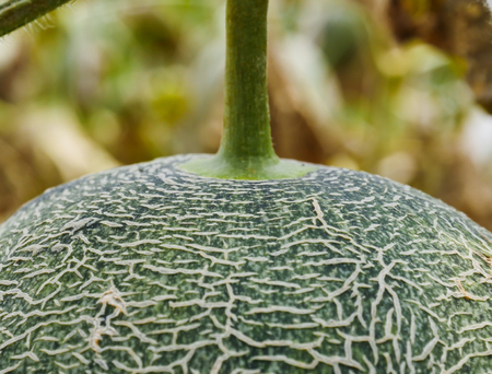 The skin of the melon in the farm. it is beautiful and clear when if is ripe for harvestの写真素材