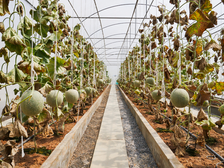 The green melon farm was disease attack and dead plantの写真素材