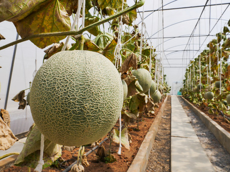 The green melon in the Thailand farm ready for harvestの写真素材