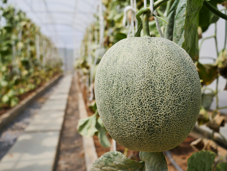 The green melon in the Thailand farm ready for harvestの写真素材