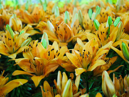 The yellow lilly in the garden. The lilly backgroundの写真素材