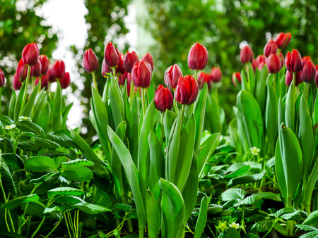 The red tulip in the garden with the green background. The red Tulip fieldの写真素材