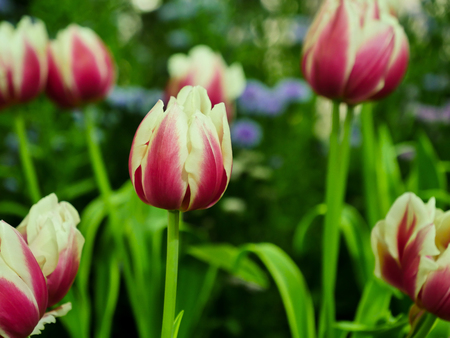 The red tulip in the garden with the green background. The red Tulip fieldの写真素材