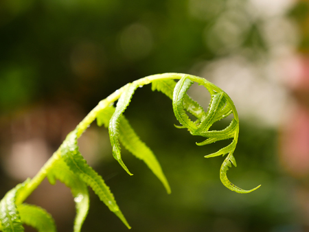 The young leaf in the garden with the sunlight in morning timeの写真素材