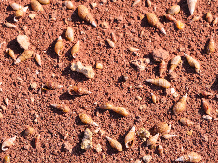 The ground under the lake in the hot weather was made the water in the lake was dry and cause to the shell and small living thing were dead.の写真素材