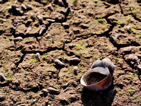The ground under the lake in the hot weather was made the water in the lake was dry and cause to the shell and small living thing were dead.の写真素材