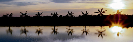 Silhouette picture of the banana tree at the waterside of garden with sunset timeの写真素材