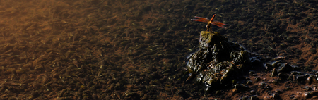 The small red dragonfly was hold on the rock within the water when the weather was hot and the sunlight condition.の写真素材