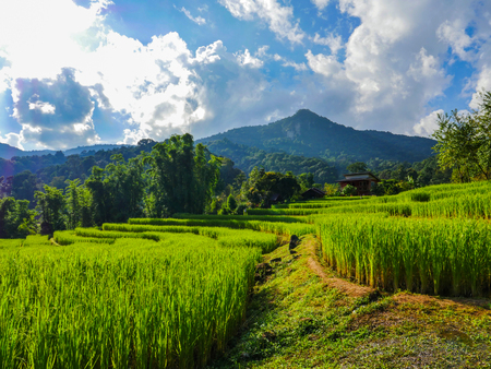 The view of step rice field in the north of Thailand. This rice field is the landmark in people in chiangmai provinceの写真素材